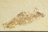 Bargain, Diplomystus Fossil Fish With Knightia - Wyoming #320172-2